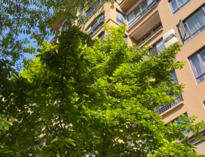 上海后花园建设：打造最全面的花园式居家设施